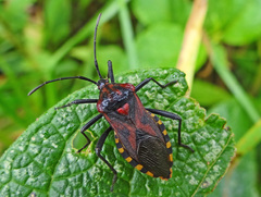Piezogaster rubropictus