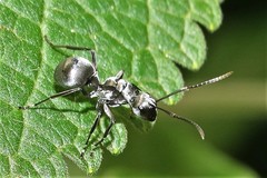 Polyrhachis schlueteri