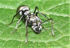 Polyrhachis schlueteri