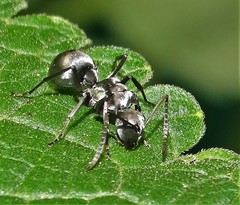 Polyrhachis schlueteri
