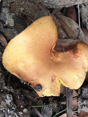 Phylloporus clelandii