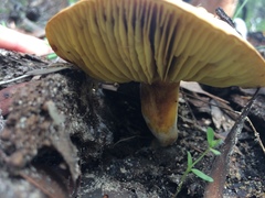 Phylloporus clelandii