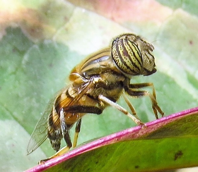 Lagoon Flies