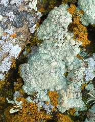Protoparmeliopsis pinguis