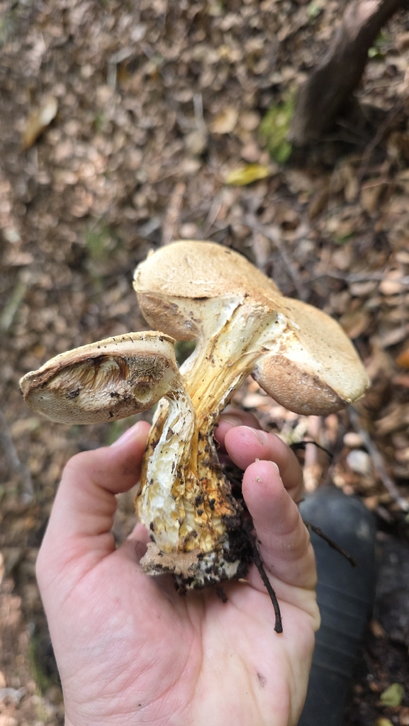 Austroboletus niveus · April 2026 · photo: © genevieveearly (iNaturalist, cc-by)