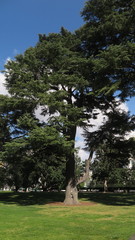 Cedrus deodara