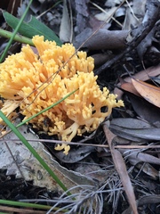Ramaria lorithamnus