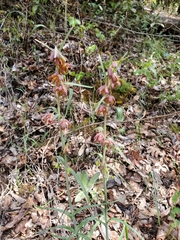 Fritillaria micrantha