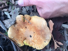 Phylloporus clelandii