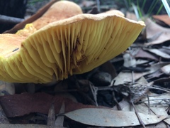 Phylloporus clelandii