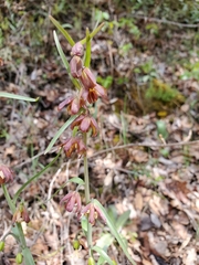 Fritillaria micrantha