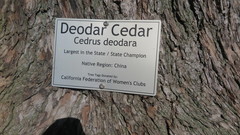 Cedrus deodara