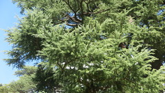 Cedrus deodara