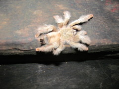 Psalmopoeus pulcher