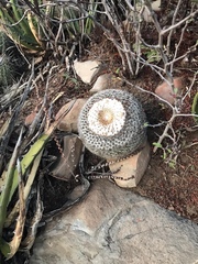 Mammillaria chionocephala