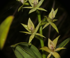 Epidendrum oxycalyx