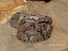 Trimorphodon vilkinsonii