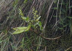 Epidendrum oxycalyx