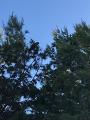 Rhynchopsitta terrisi