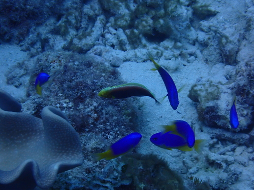Halichoeres iridis observed 2026-03-26