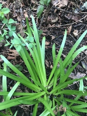 Iris foetidissima