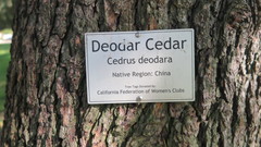 Cedrus deodara