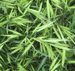 Bromus lanceolatus