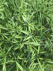 Bromus lanceolatus