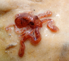Image of Callistoctopus bunurong