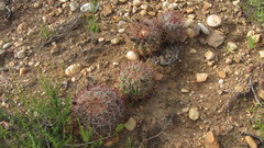 Ferocactus viridescens