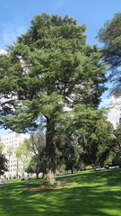 Cedrus deodara