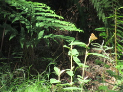Heteronympha banksii