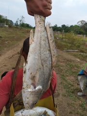 Plagioscion squamosissimus