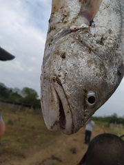 Plagioscion squamosissimus