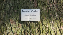 Cedrus deodara