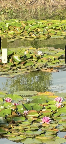 coloured water-lily