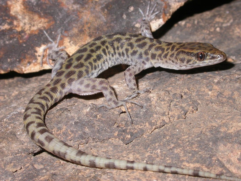 Bolson Night Lizard