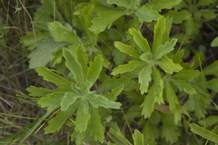 Artemisia japonica