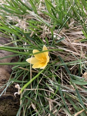 Crocus chrysanthus