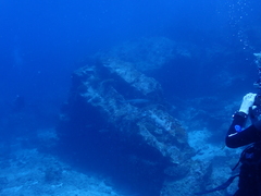 Whitetip Reef Shark