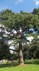 Cedrus deodara