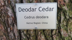 Cedrus deodara
