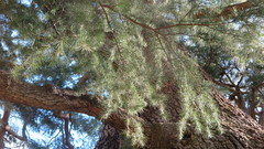 Cedrus deodara