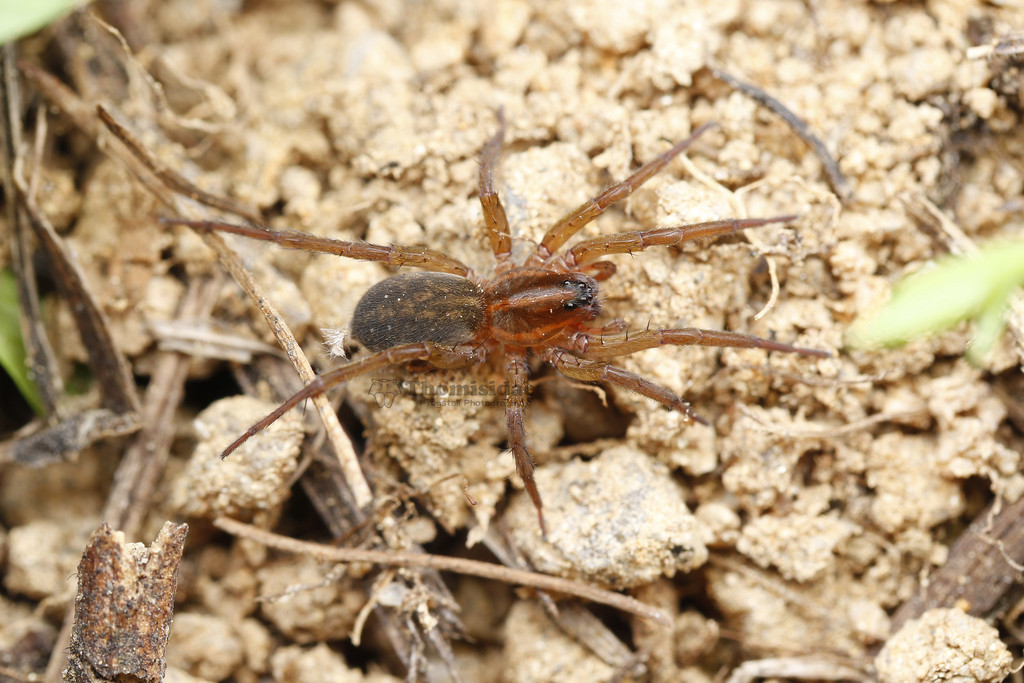 Trochosa ruricoloides