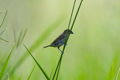 Lonchura punctulata