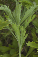 Artemisia japonica