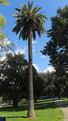 Phoenix canariensis