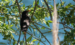 Turdus chiguanco