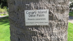 Phoenix canariensis