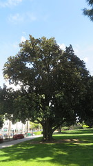 Magnolia grandiflora